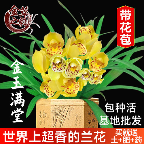 兰花苗客厅盆栽四季墨兰好养易活