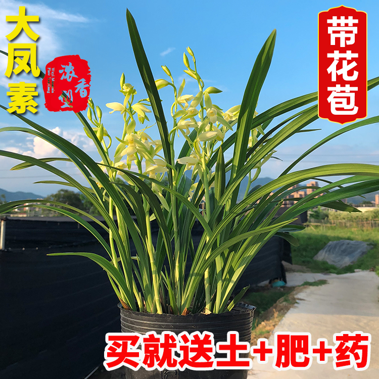 兰花苗大凤素建兰四季兰国宝级直销带花苞绿植物兰草花卉盆栽好养 鲜花速递/花卉仿真/绿植园艺 时令草本花卉 原图主图