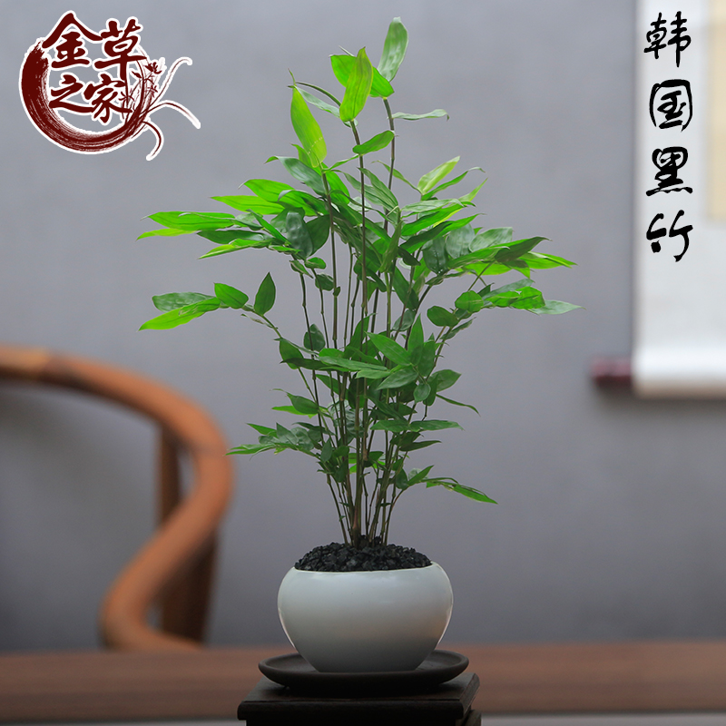韩国黑竹苗好养基地直销绿植盆栽