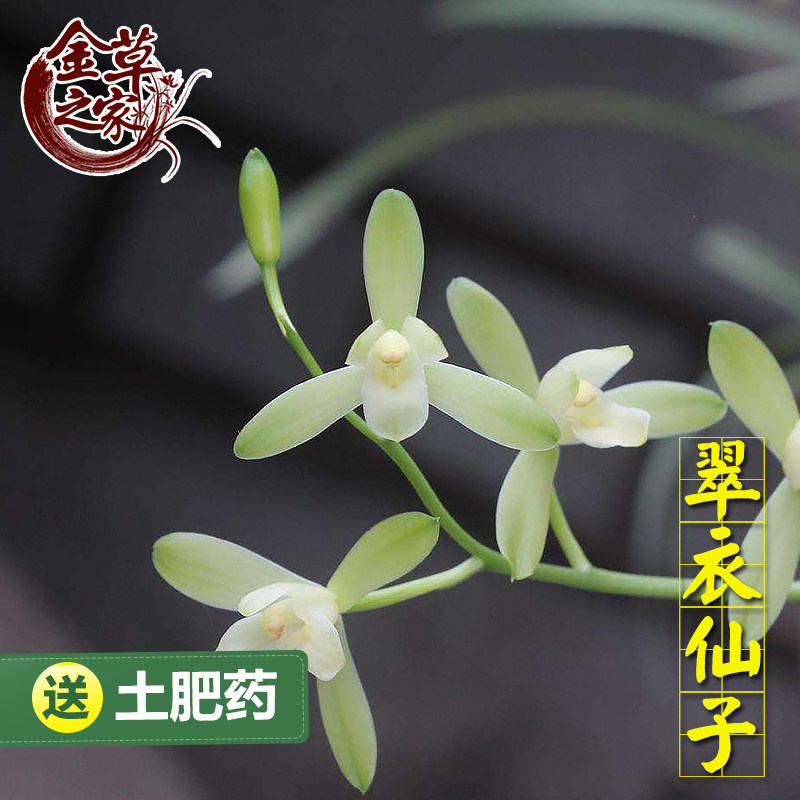 兰花苗 翠衣仙子 建兰铭品小宫粉素心浓香好养花卉夏季带花苞盆栽