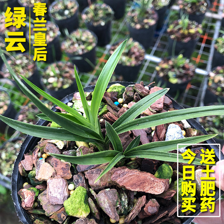 兰花苗 绿云 名贵春兰老钟荷瓣皇后浓香型矮种花卉盆栽不带花苞