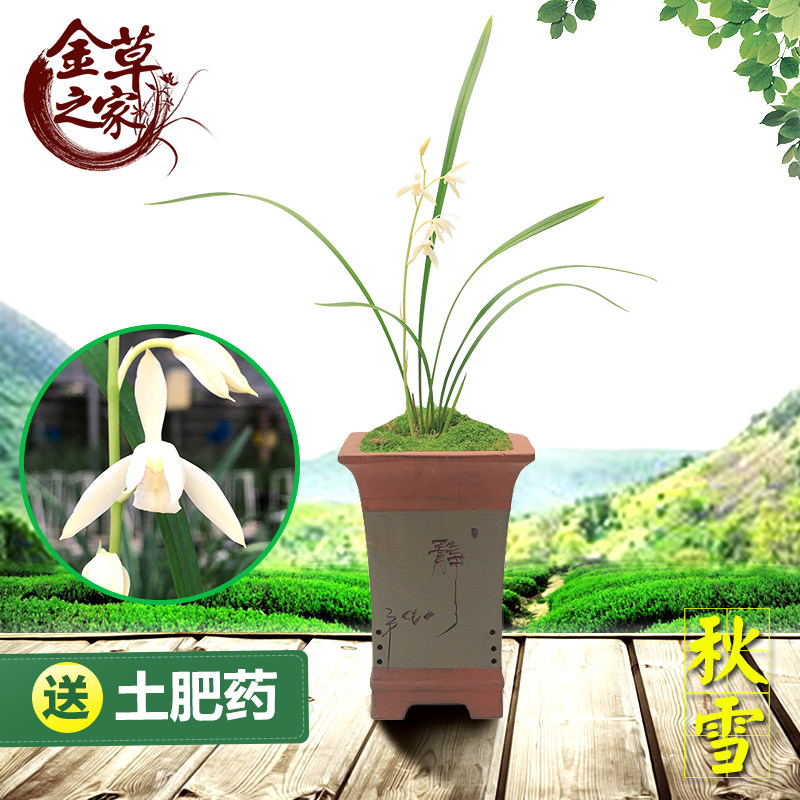 兰花苗 秋雪 建兰四季兰名品雪白花老种浓香好养花卉 夏季带花苞