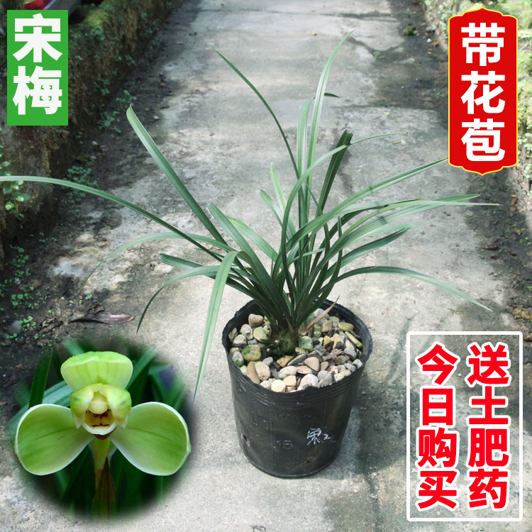 老八种汪字春季精品名贵兰花苗