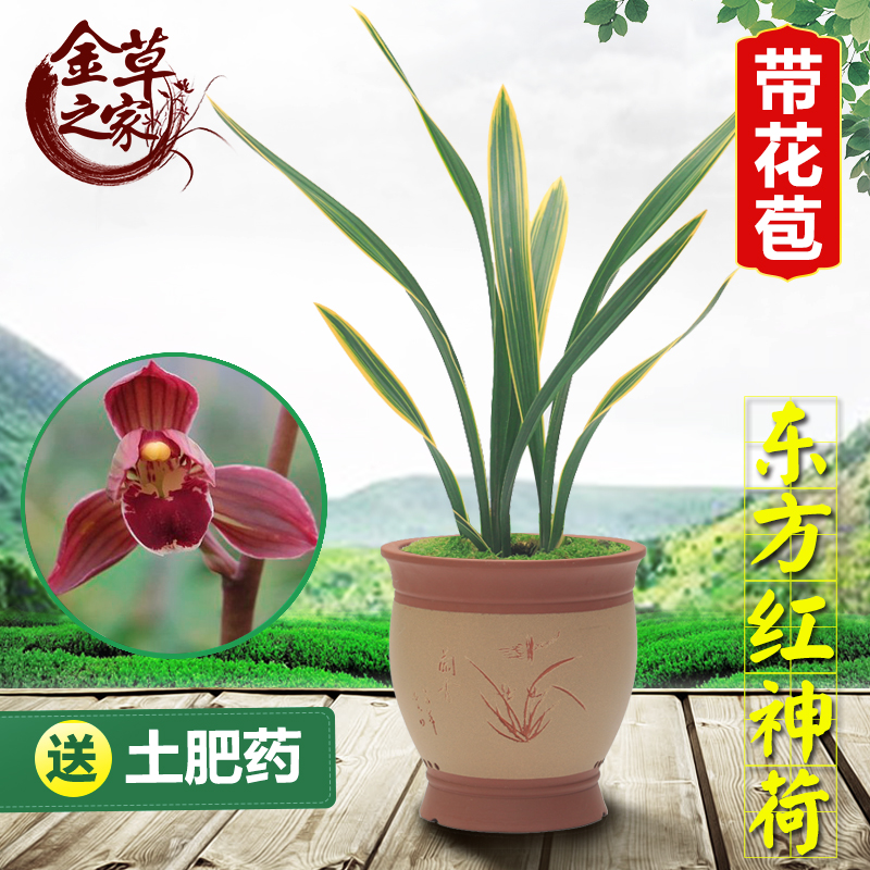 兰花苗 东方红神荷 墨兰报岁兰金边叶艺老种浓香绿植 冬季来花苞