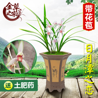兰花苗 日月潭之恋 建兰四季兰花艺双全浓香绿植花卉 夏季带花苞