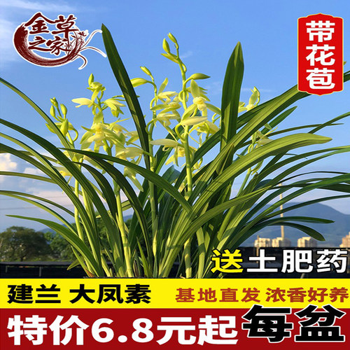 带花苞兰花大凤素花卉盆栽国宝级