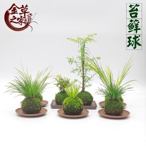 水培苔藓球苔玉球室内茶几好养