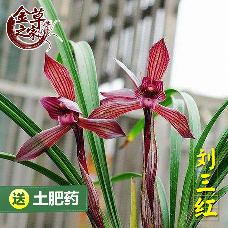 兰花苗 刘三红 春兰铭品红花矮种室内老种浓香花卉盆栽冬季带花苞