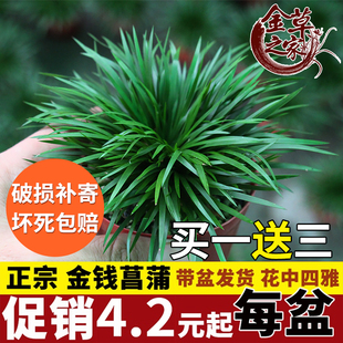 金草之家 微型盆景金钱菖蒲虎须水培随手陆缸盆栽绿植兰花室内