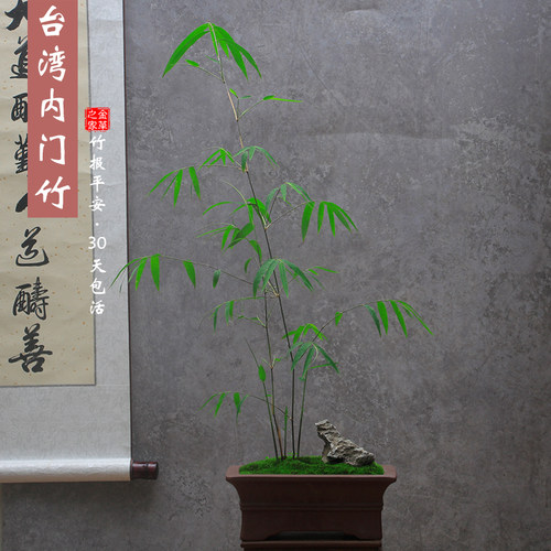 台湾内门竹四季常青好养易活盆栽