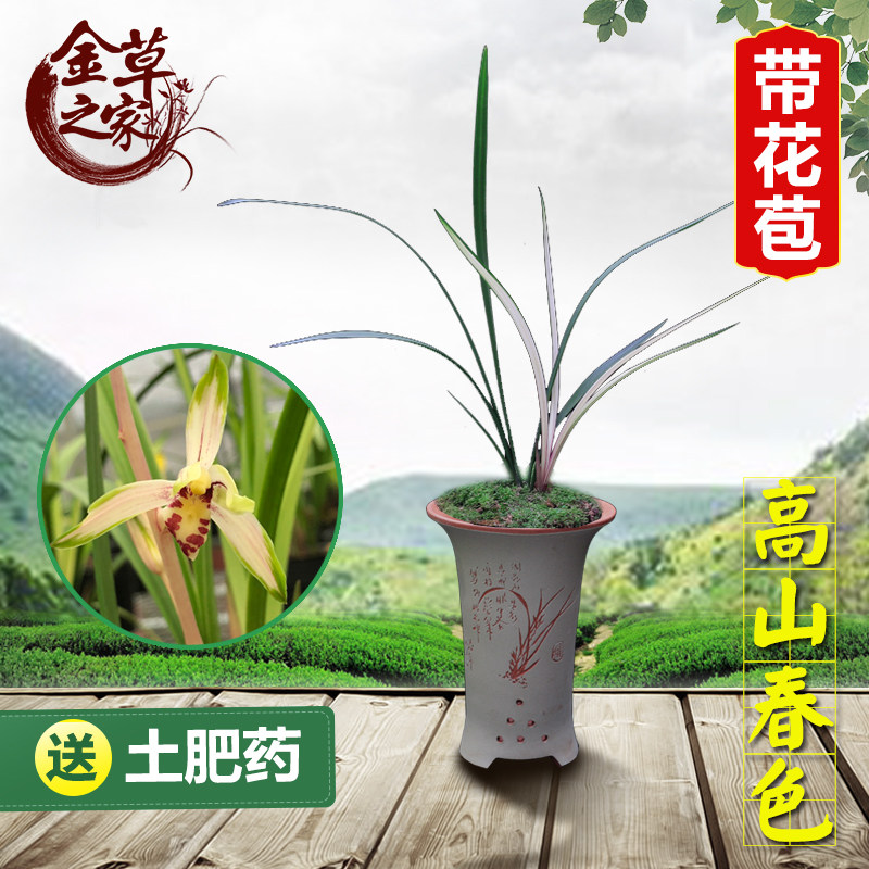 兰花苗 高山春色 建兰四季兰浓香复色花中透金边线艺 夏季带花苞