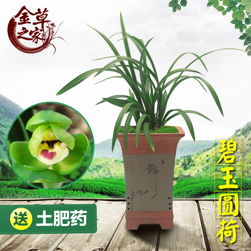 兰花苗碧玉珍品浓香型春季盆栽图片