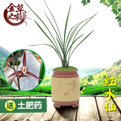 兰花苗 红水仙 寒兰铭品水仙红梅浓香老种好养室内花卉冬季带花苞