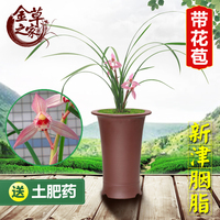 兰花苗 新津胭脂 春剑名品四川老种粉荷浓香花卉盆栽 冬季带花苞