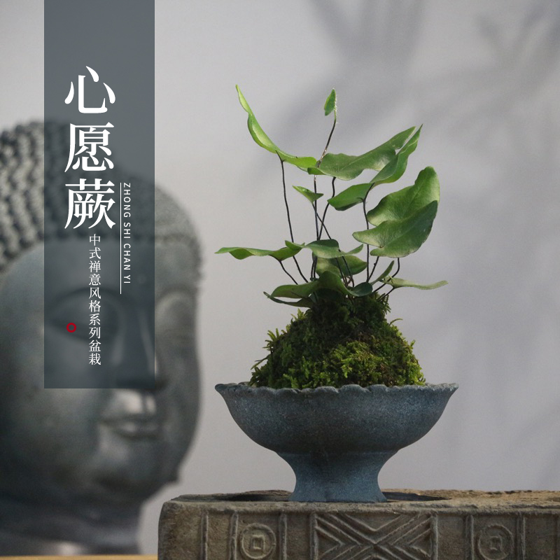 苔玉球苔藓球心愿蕨茶桌办公盆栽