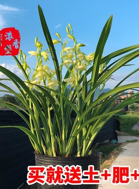 兰花大凤素建兰基地阳台绿植物名贵国宝级兰草花卉盆栽剑兰草苗