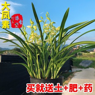 兰花大凤素建兰基地阳台绿植物名贵国宝级兰草花卉盆栽剑兰草苗