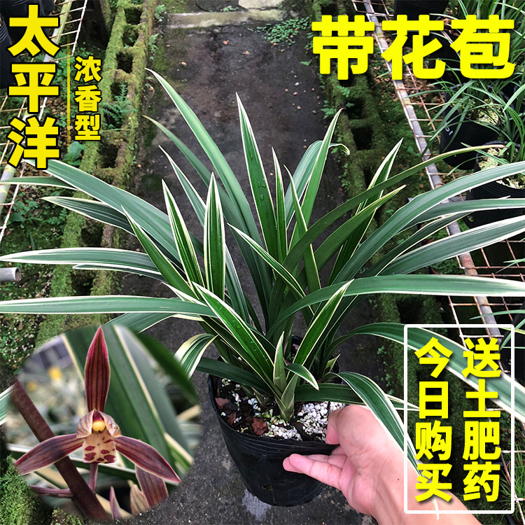 兰花苗 太平洋 墨兰报岁兰金边线艺 冬季带浓香花苞花卉绿植盆栽