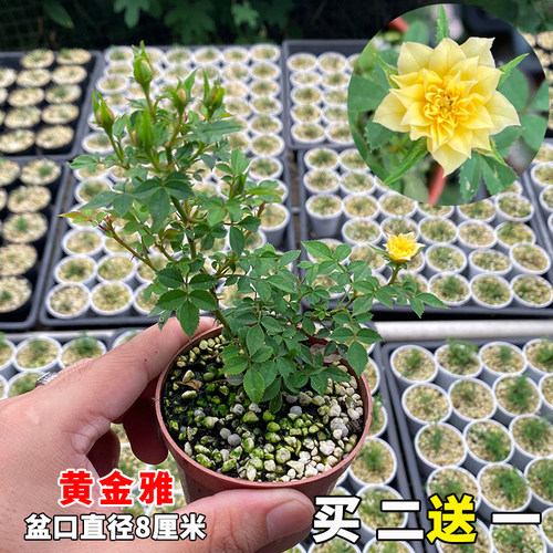 黄金雅超微月季四季开花好养易活