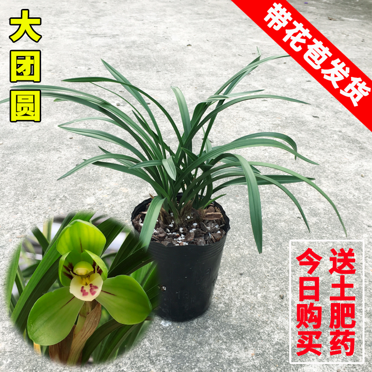 大团圆荷瓣矮种春季卧室绿植盆栽