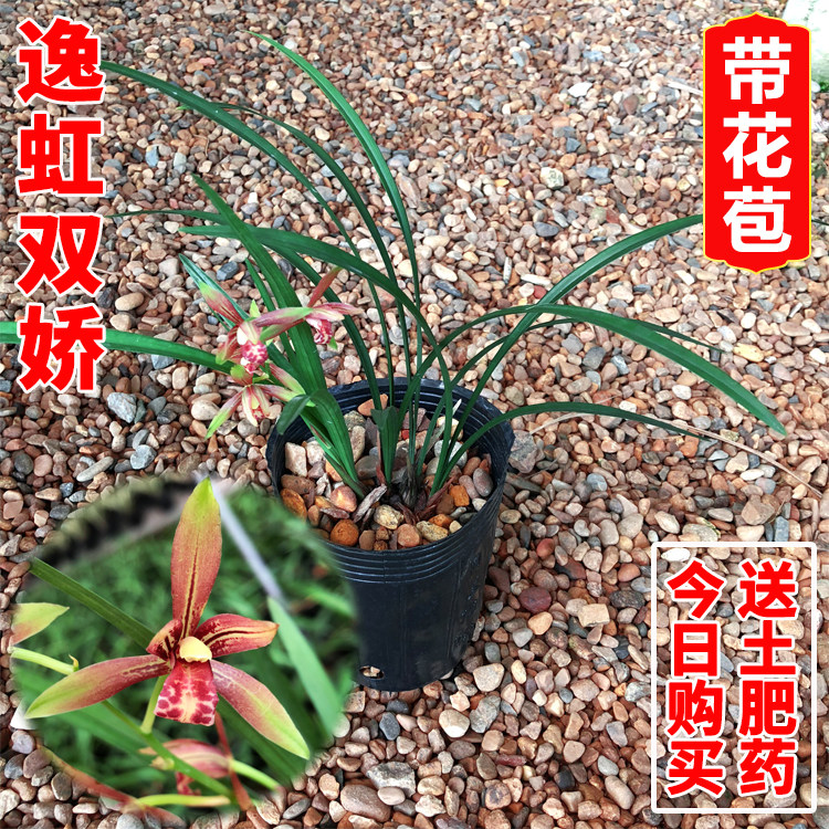 兰花苗 逸虹双娇 建兰四季兰小国魂骄浓香红绿植花卉 夏季带花苞