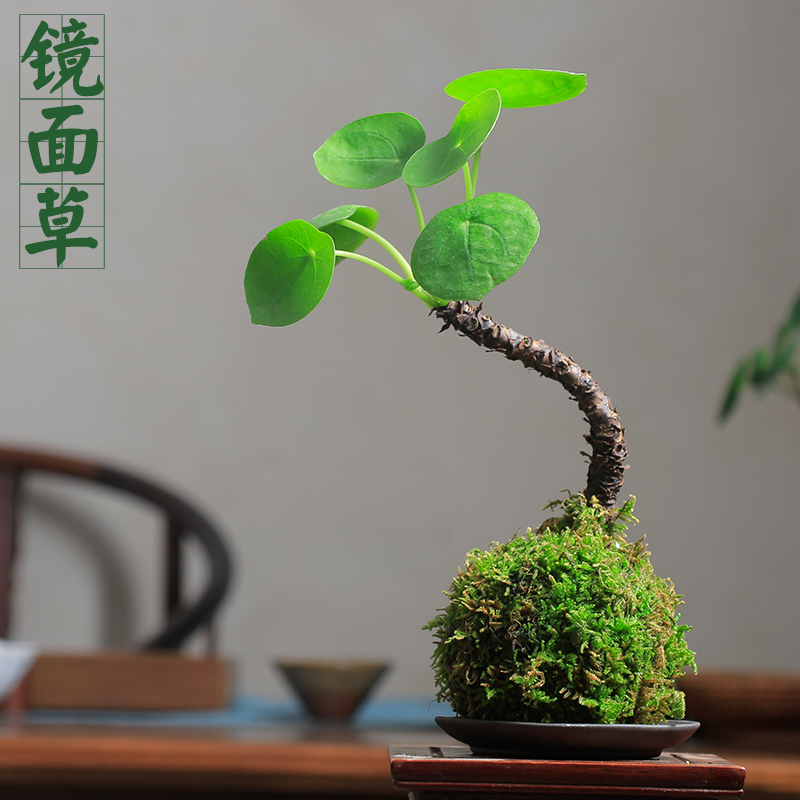 网红镜面草老桩北欧风