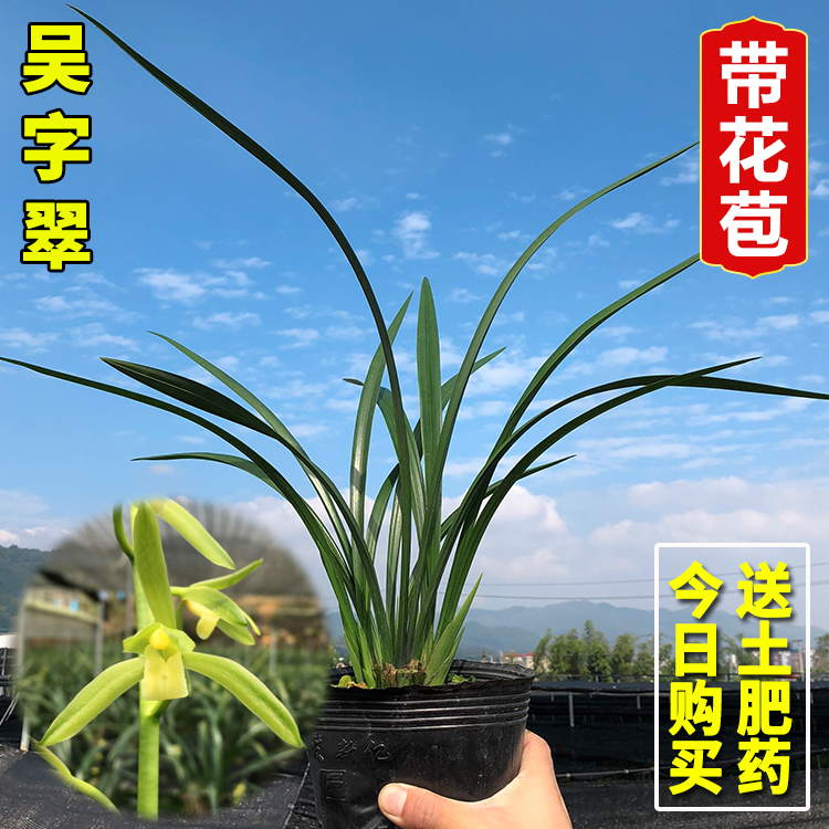 兰花苗吴字翠墨兰素心浓香型兰花好养卉绿植盆栽客厅冬季带花苞-封面