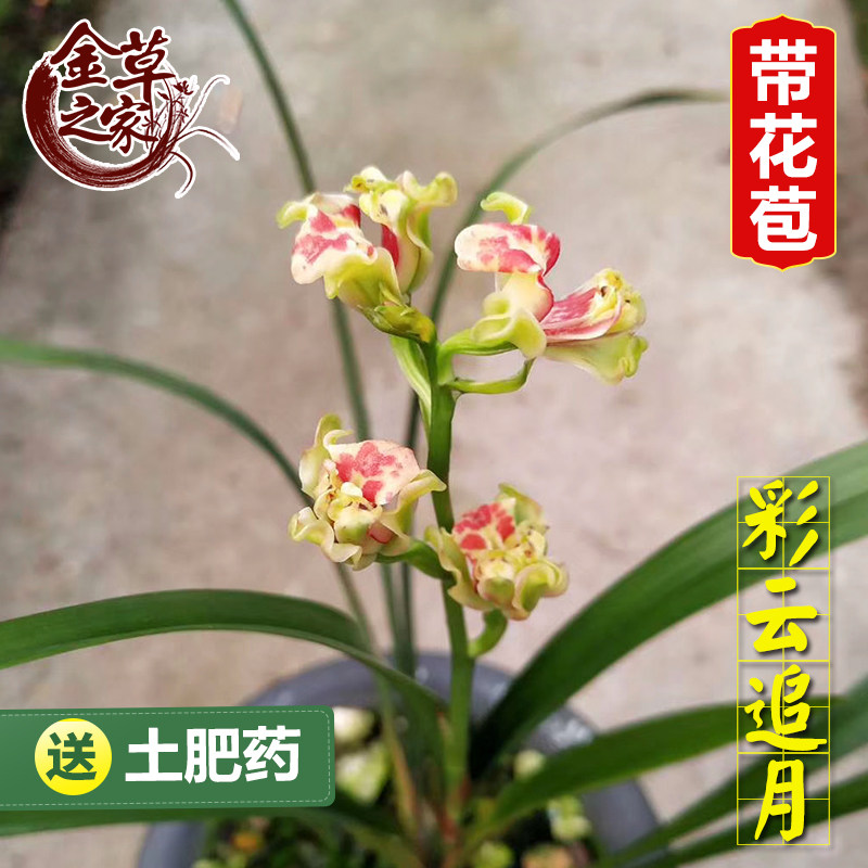 兰花苗 彩云追月 建兰铭品四季朵云老种浓香绿植花卉 夏季带花苞