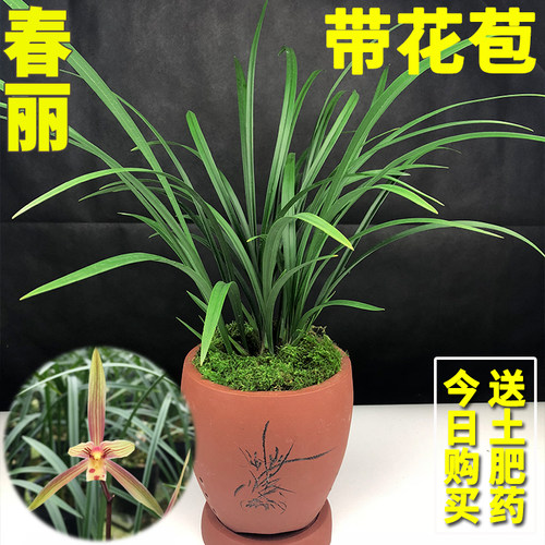 兰花苗春丽春兰浓香好养绿植盆栽