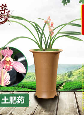 兰花苗 东方红荷 建兰名品红色荷瓣矮种四季兰浓香好养夏季带花苞