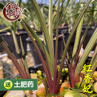 名贵兰花苗红香妃蕙兰红草品种红芽浓香好养花卉盆栽冬带花苞易活