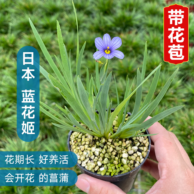 日本蓝花姬基地直供石菖蒲盆栽