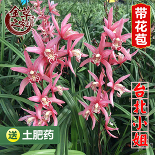 直销带花苞室内客厅盆栽花卉绿植易养活 建兰夏季 兰花苗 台北小姐