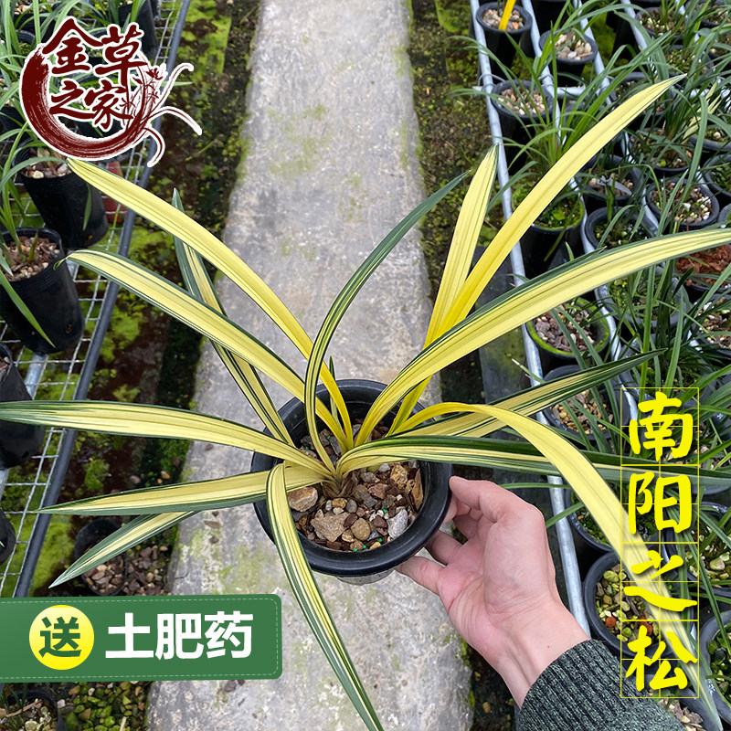 名贵兰花苗南阳之松兰阳墨兰名品高档兰花盆栽好养花卉冬季带花苞