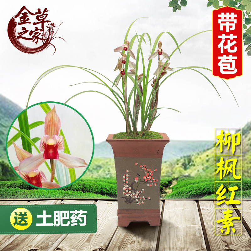 兰花苗 柳枫红素 春剑名品朱砂素红素老种浓香花卉冬季带花苞盆栽