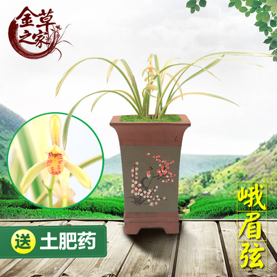 兰花苗 峨眉弦 建兰老八种八大名品花艺双全金边线艺 夏季带花苞