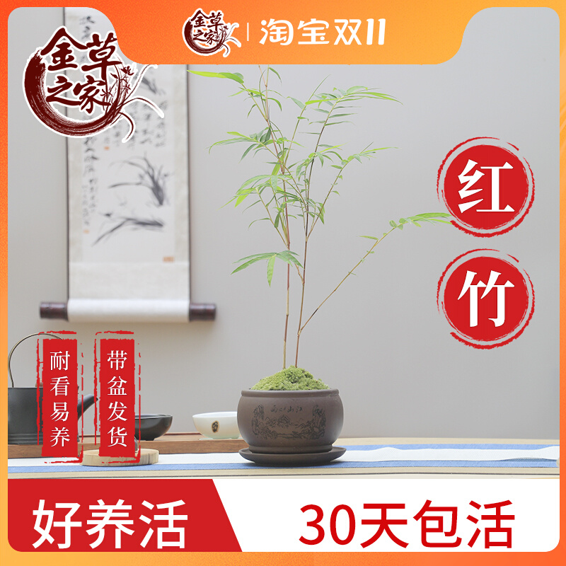 红竹盆景观音竹书房庭院米竹植物小红竹子苗竹子盆栽室内桌面绿植