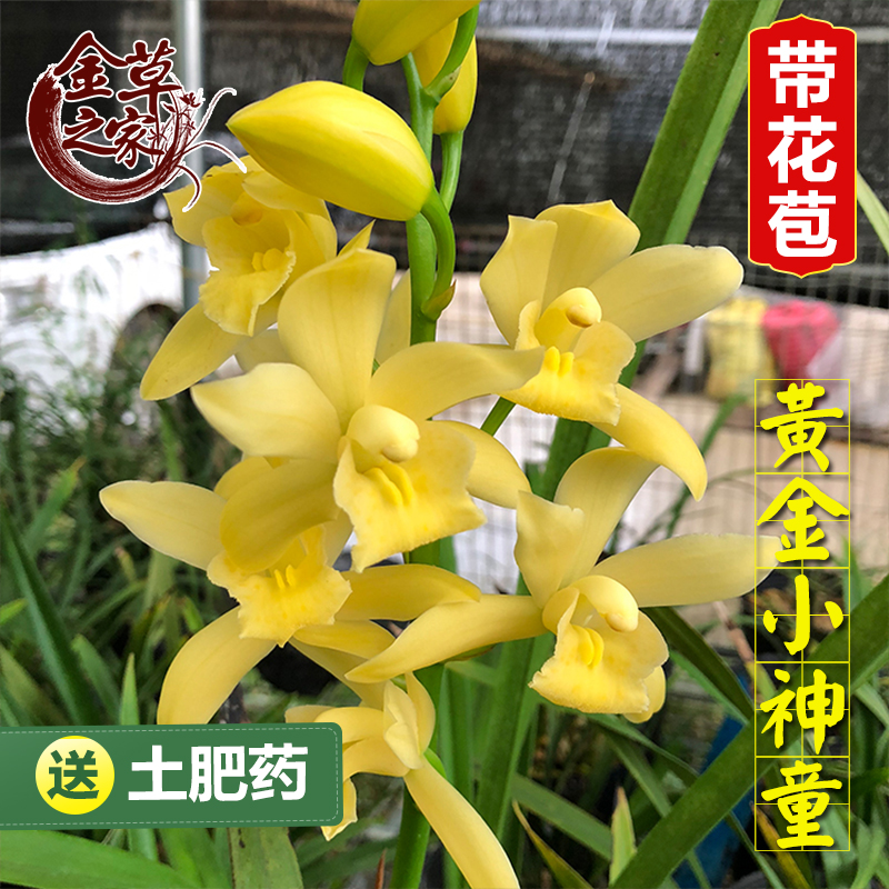 黄金小神童四季兰花苗农场直销