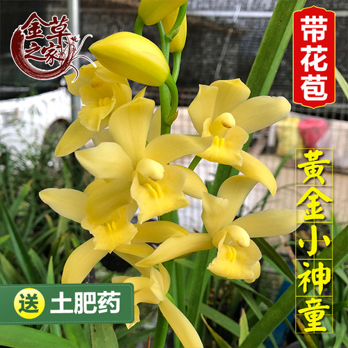 黄金小神童四季兰花苗农场直销