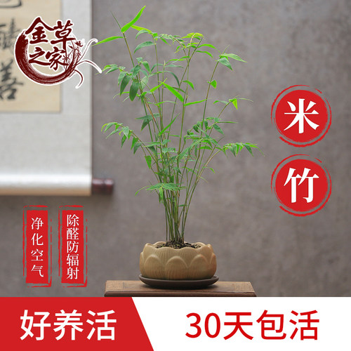 米竹室内防辐射好养活凤尾竹耐阴