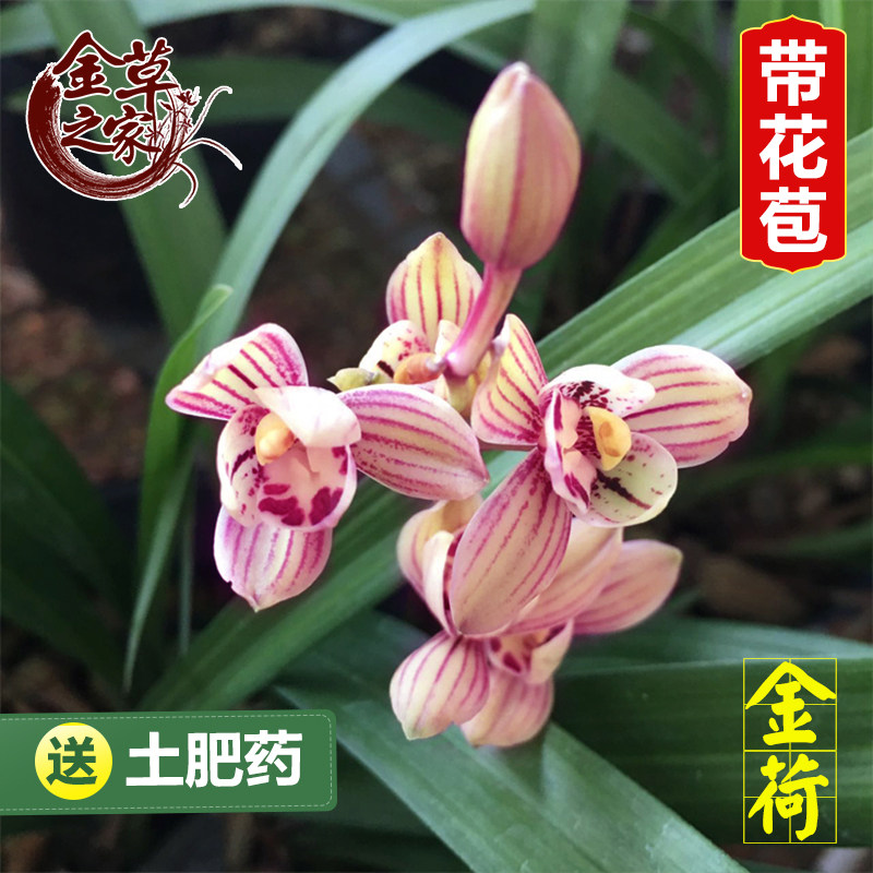 兰花苗 金荷 夏季带花苞建兰花卉盆栽四季兰观花植物室内绿植好养 - 实物图