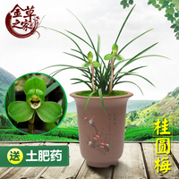 兰花苗 桂圆梅 春兰名品老八种宋梅集圆梅瓣浓香绿植 春季带花苞