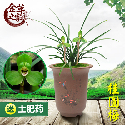 兰花苗 桂圆梅 春兰名品老八种宋梅集圆梅瓣浓香绿植 春季带花苞