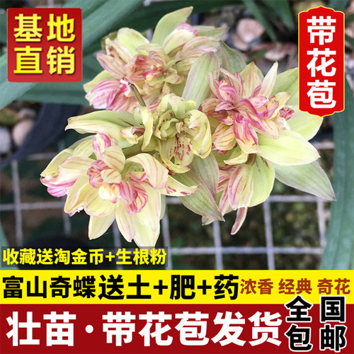 兰花苗富山奇蝶四季浓香绿植好养