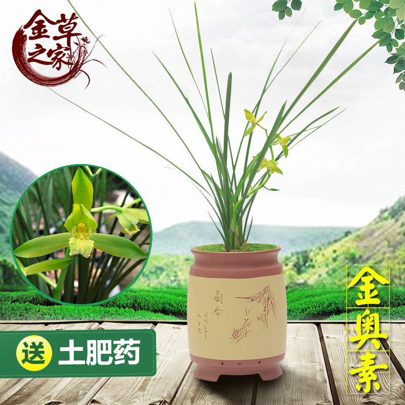 名贵兰花苗金奥素蕙兰名品传统老种金岙素浓香绿植花卉冬季带花苞