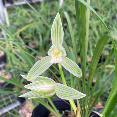 兰花苗 碧龙玉素 莲瓣兰传统名品素心浓香绿植花卉 冬季带花苞