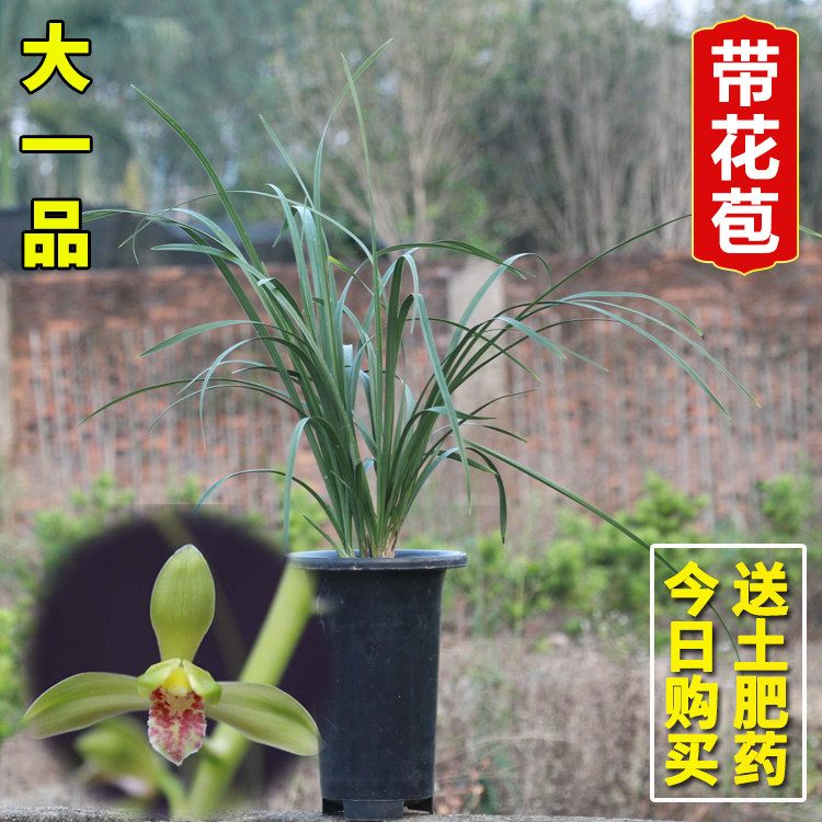 名贵兰花苗大一品蕙兰铭品浓香老八种花卉绿植兰花盆栽春季带花苞