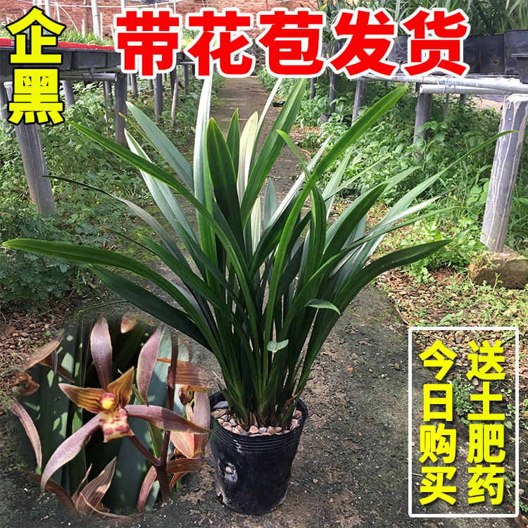 兰花苗企黑冬季带花苞墨兰