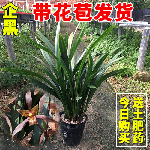 兰花苗企黑冬带花苞墨兰盆栽绿植
