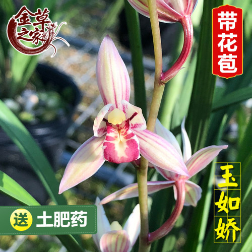兰花苗玉如娇红花建兰好养盆栽